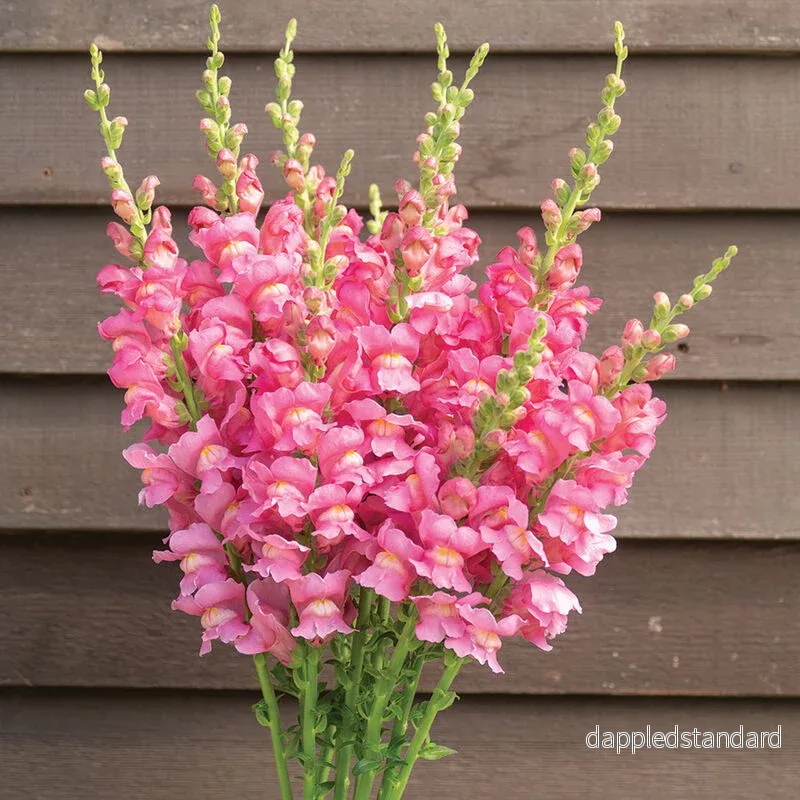Lejongap ´Costa Rose´ F1 Lejongap ´Costa Rose´ F1