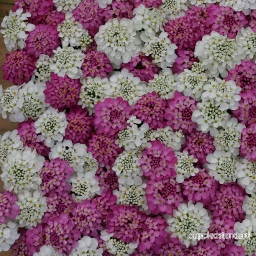 Roseniberis ´Pretty´