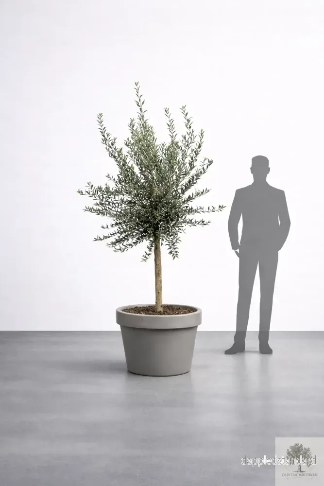 Olivträd 8 år - 200 cm höjd - 20 cm stam - 70 cm krona