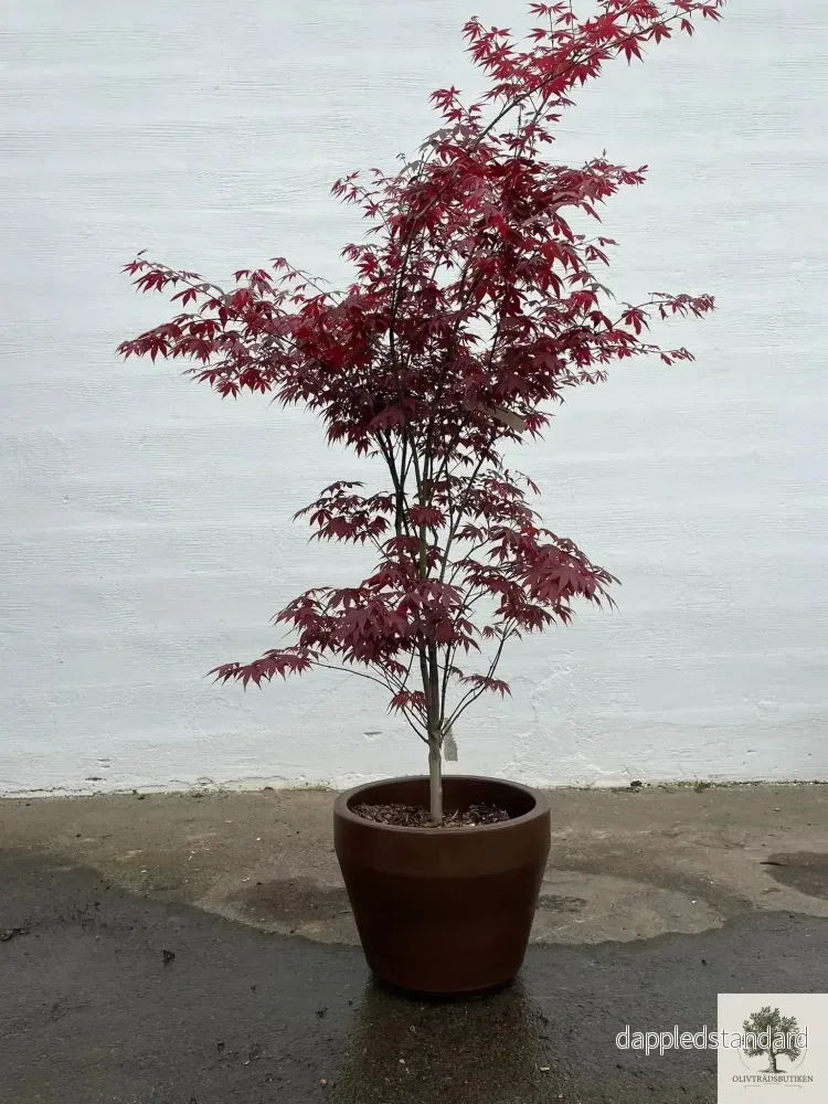 Japansk lönn rödbladig – Acer palmatum ‘Artropurpureum’ – 175 cm