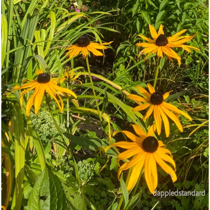 Strålrudbeckia ´Goldsturm´ - Bild 2