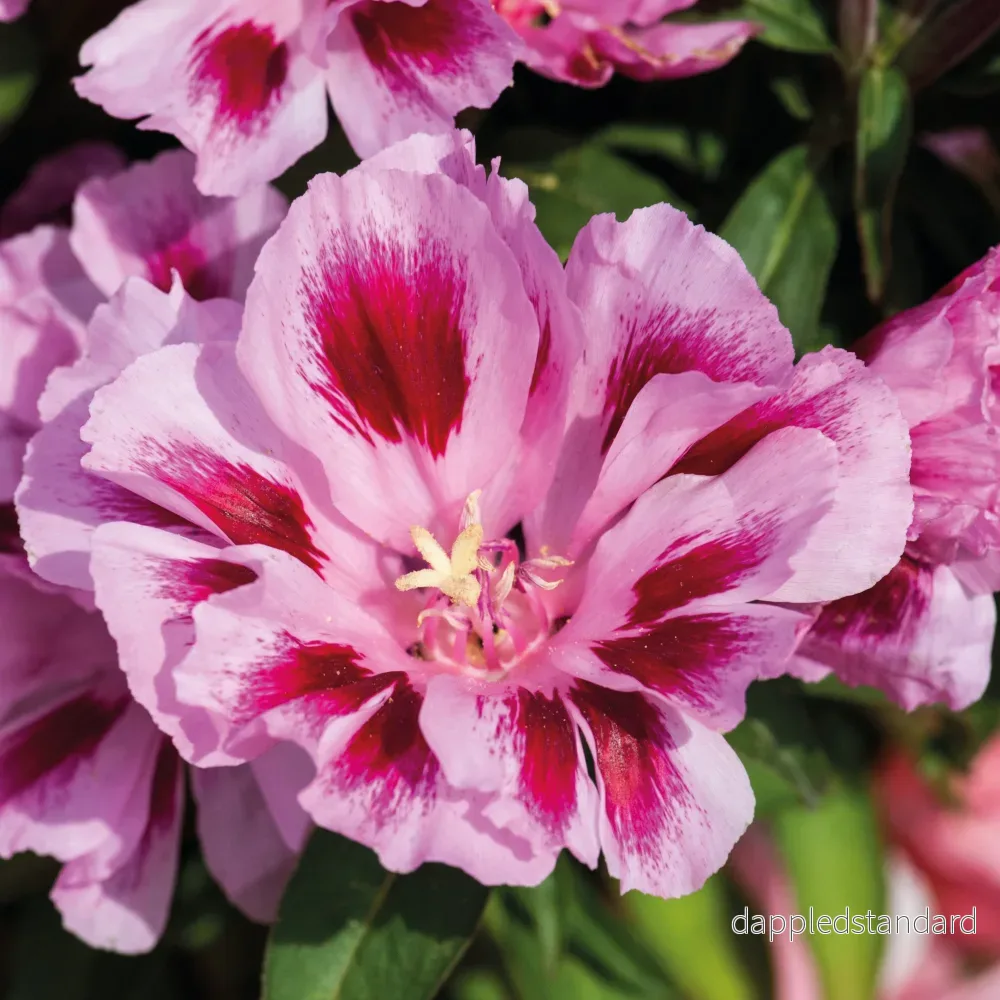 Atlasblomma ´Rembrandt´ Atlasblomma ´Rembrandt´