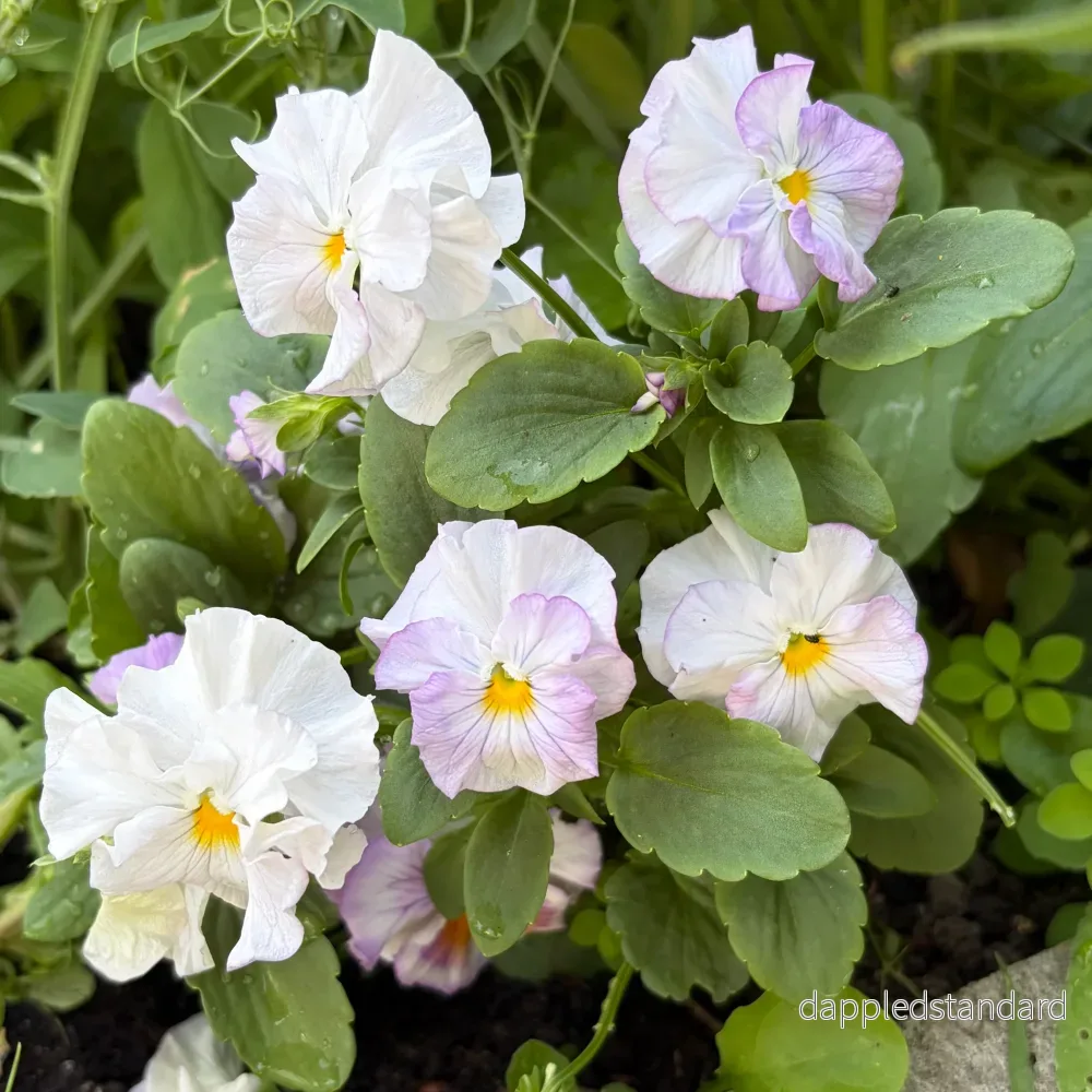 Sweet Pea mix Sweet Pea mix