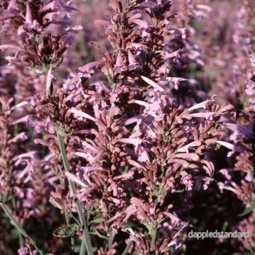 Lila kolibrimynta ´Heather Queen´ Lila kolibrimynta ´Heather Queen´