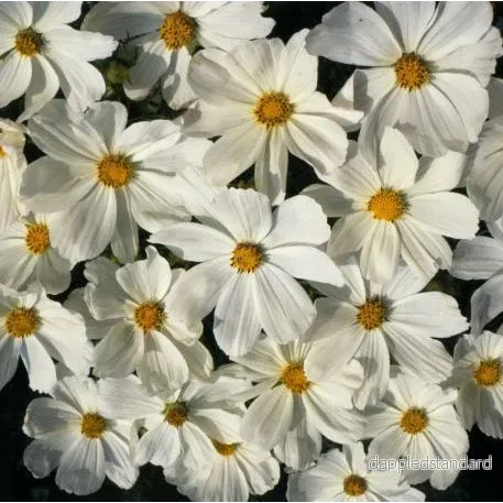 Rosenskära ´Gazebo White’