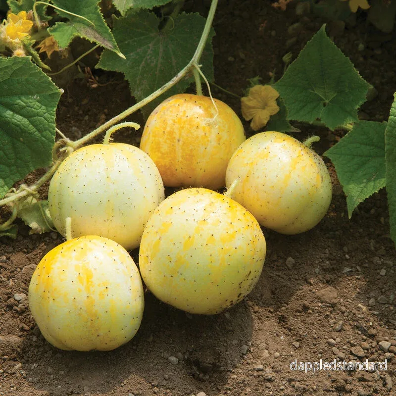 Äppelgurka ´Lemon´ Äppelgurka ´Lemon´