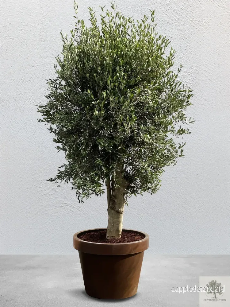 Olivträd 35 år – 230 cm höjd – 50 cm stam – 110 cm krona Olivträd 35 år – 230 cm höjd – 50 cm stam – 110 cm krona