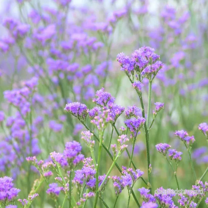 Risp ´Qis Lavender´
