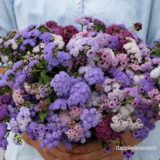 Ageratum ´Timeless Mix´