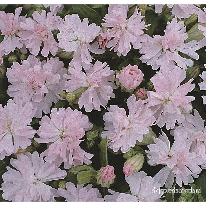 Sommarglim ´Peach Blossom´ Sommarglim ´Peach Blossom´