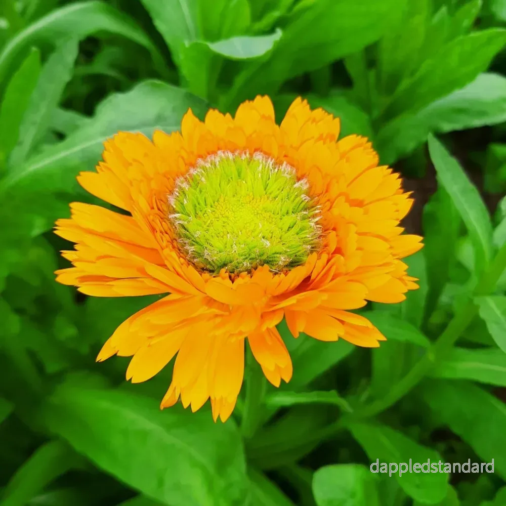 Ringblomma ´Greenheart Orange´