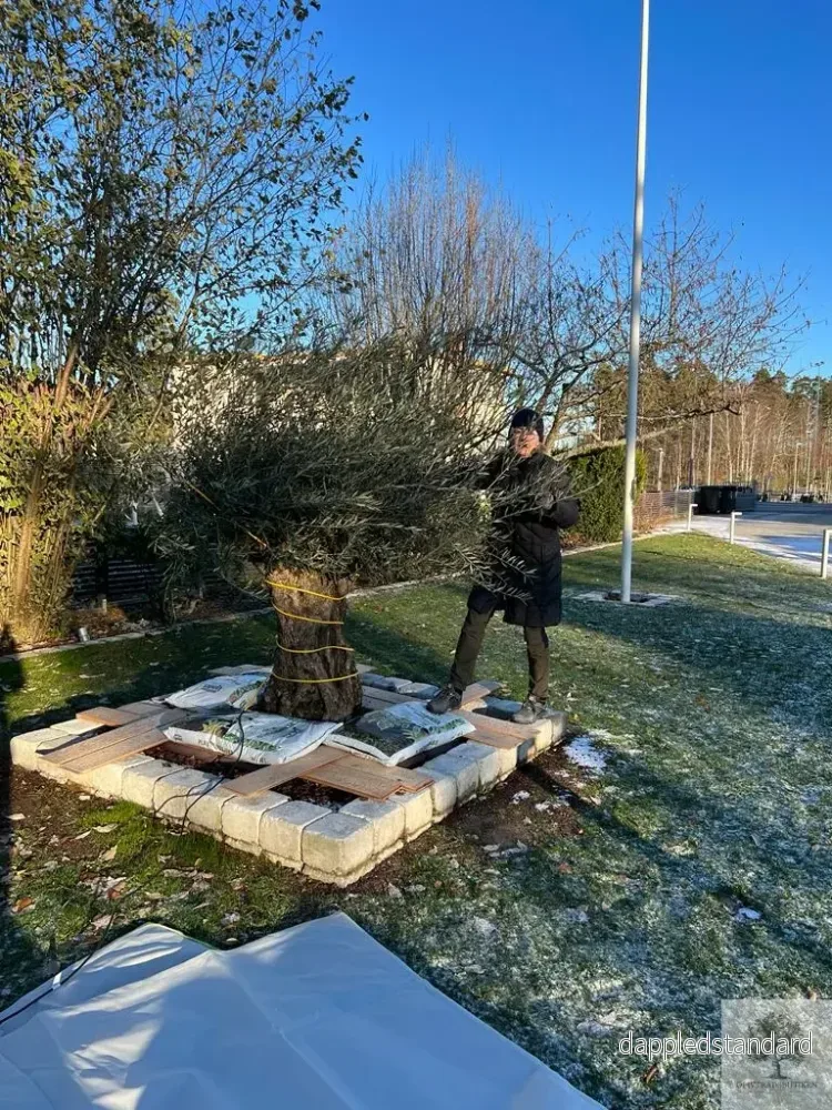 Vinterskydd för olivträd - Bild 3
