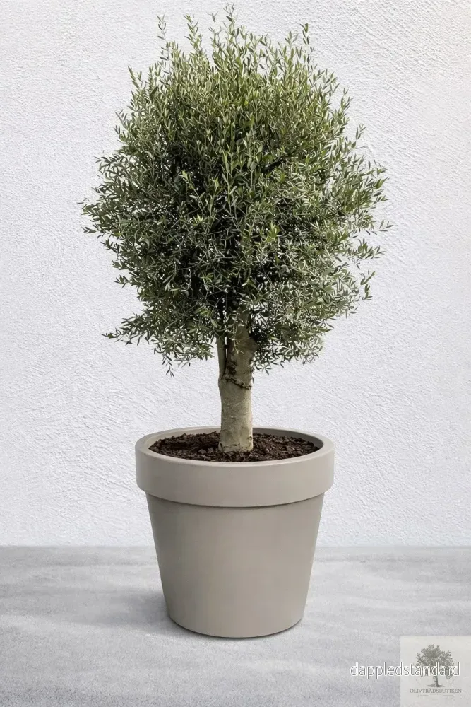 Olivträd 35 år - 230 cm höjd - 50 cm stam - 110 cm krona - Bild 2