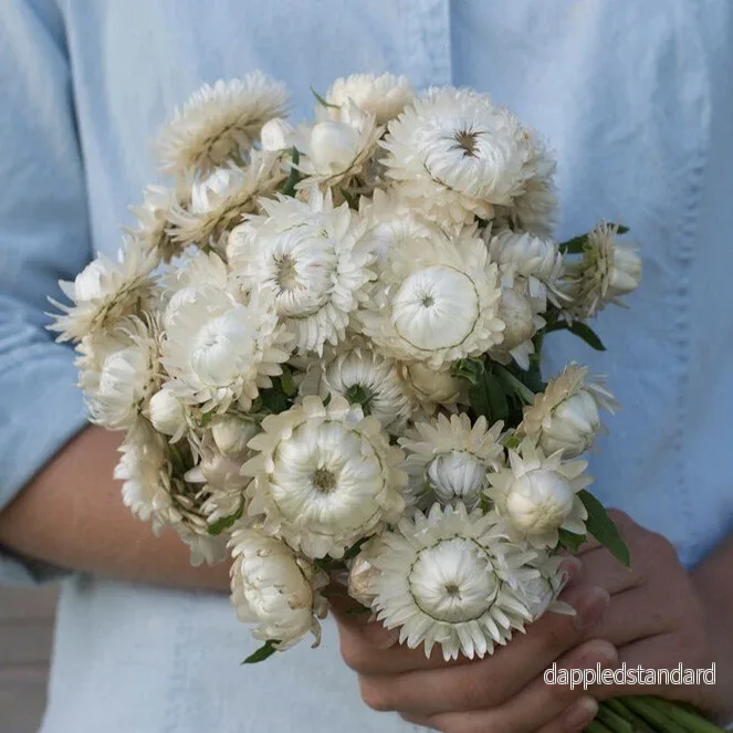 Jätteeternell ´Vintage White´ Jätteeternell ´Vintage White´