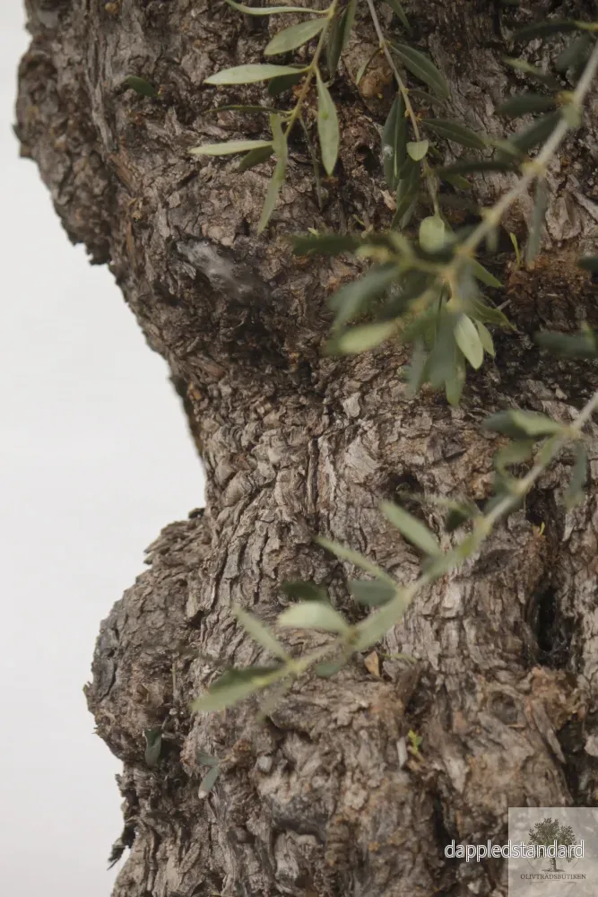 Olivträd Olea Europaea 250 år - Bonsai Large - Bild 3