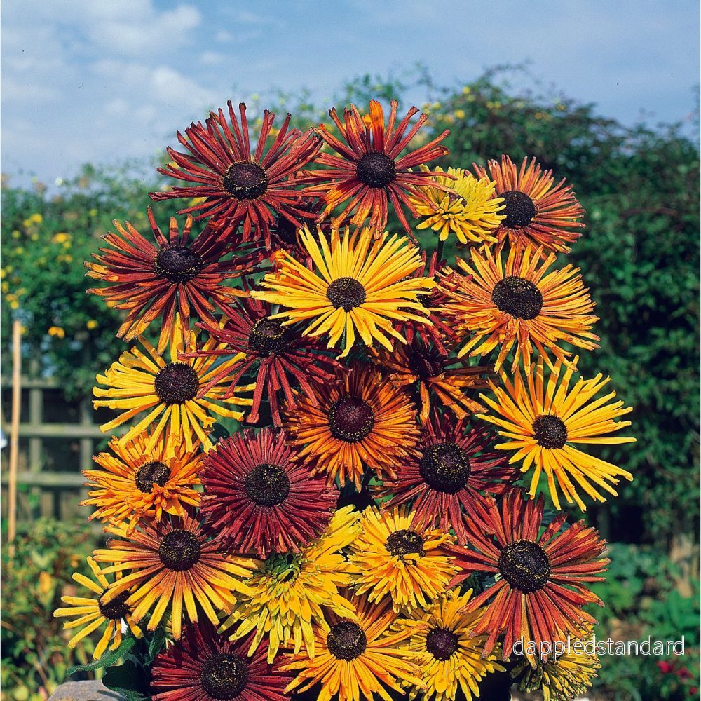 Sommarrudbeckia ´Chim Chiminee’ - Bild 3