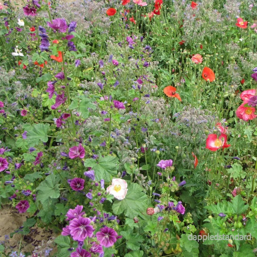 Blomsterblandning för skuggiga lägen Blomsterblandning för skuggiga lägen