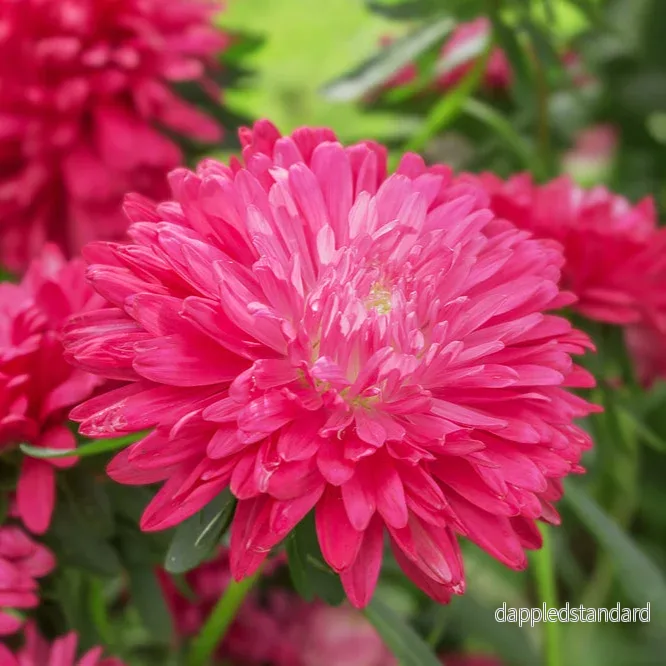 Sommaraster ´King Size Red´ Sommaraster ´King Size Red´