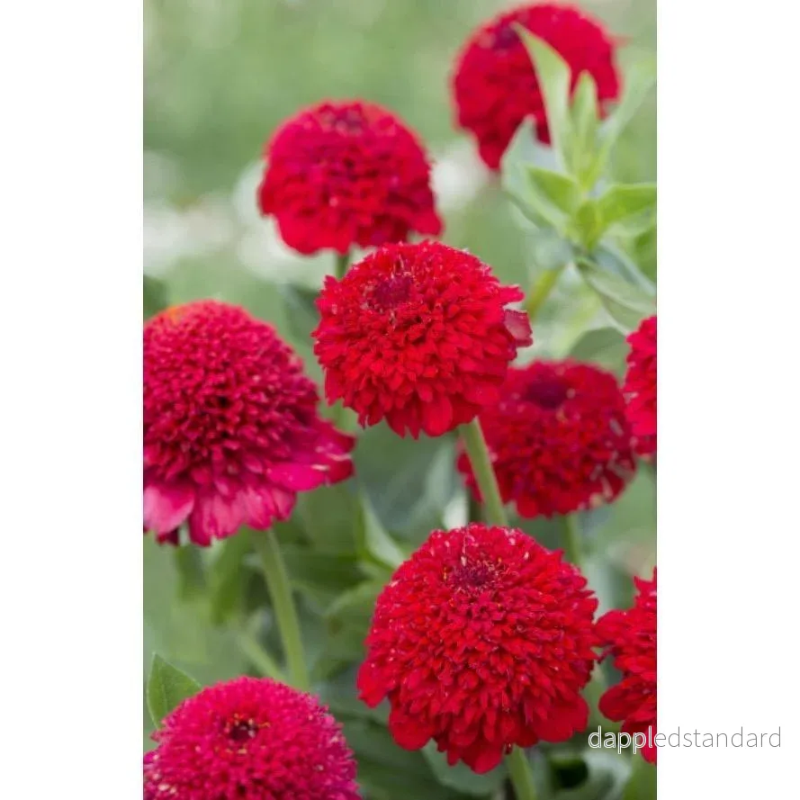 Zinnia ´Cresto! Red´