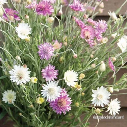 Pappersblomster ´Double Mixture´ - Bild 2