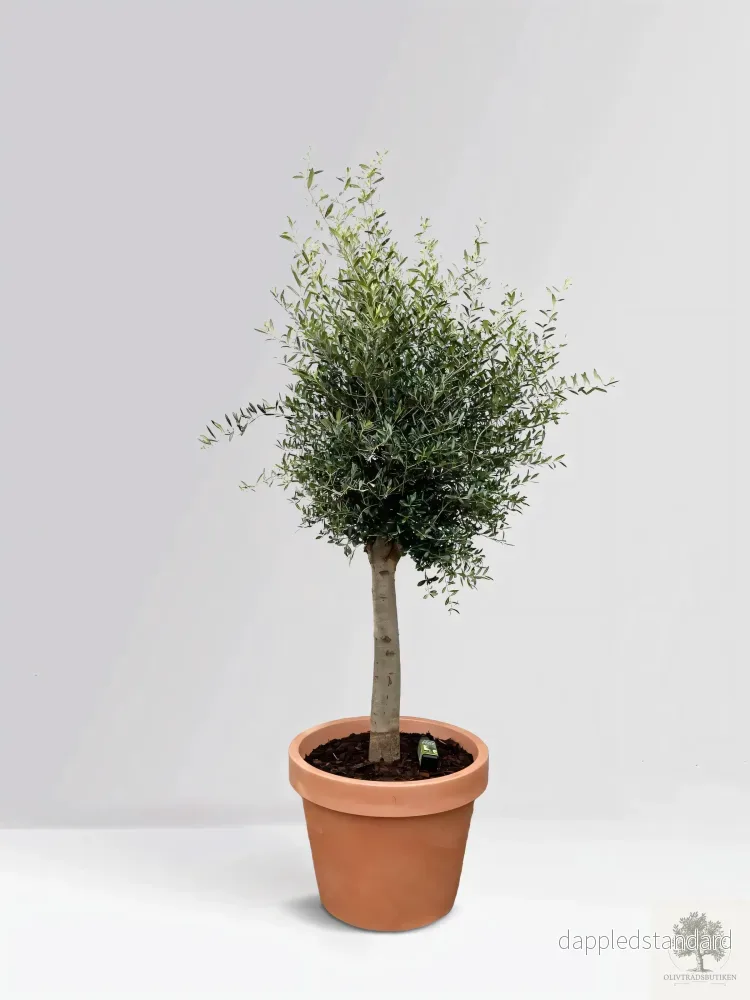 Olivträd 25 år – 210 cm höjd – 40 cm stam – 75 cm krona Olivträd 25 år – 210 cm höjd – 40 cm stam – 75 cm krona