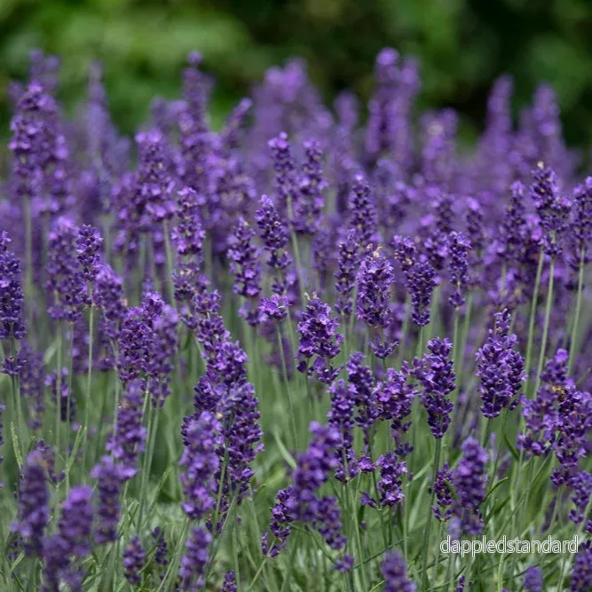 Lavendel ´Hidcote´ Lavendel ´Hidcote´