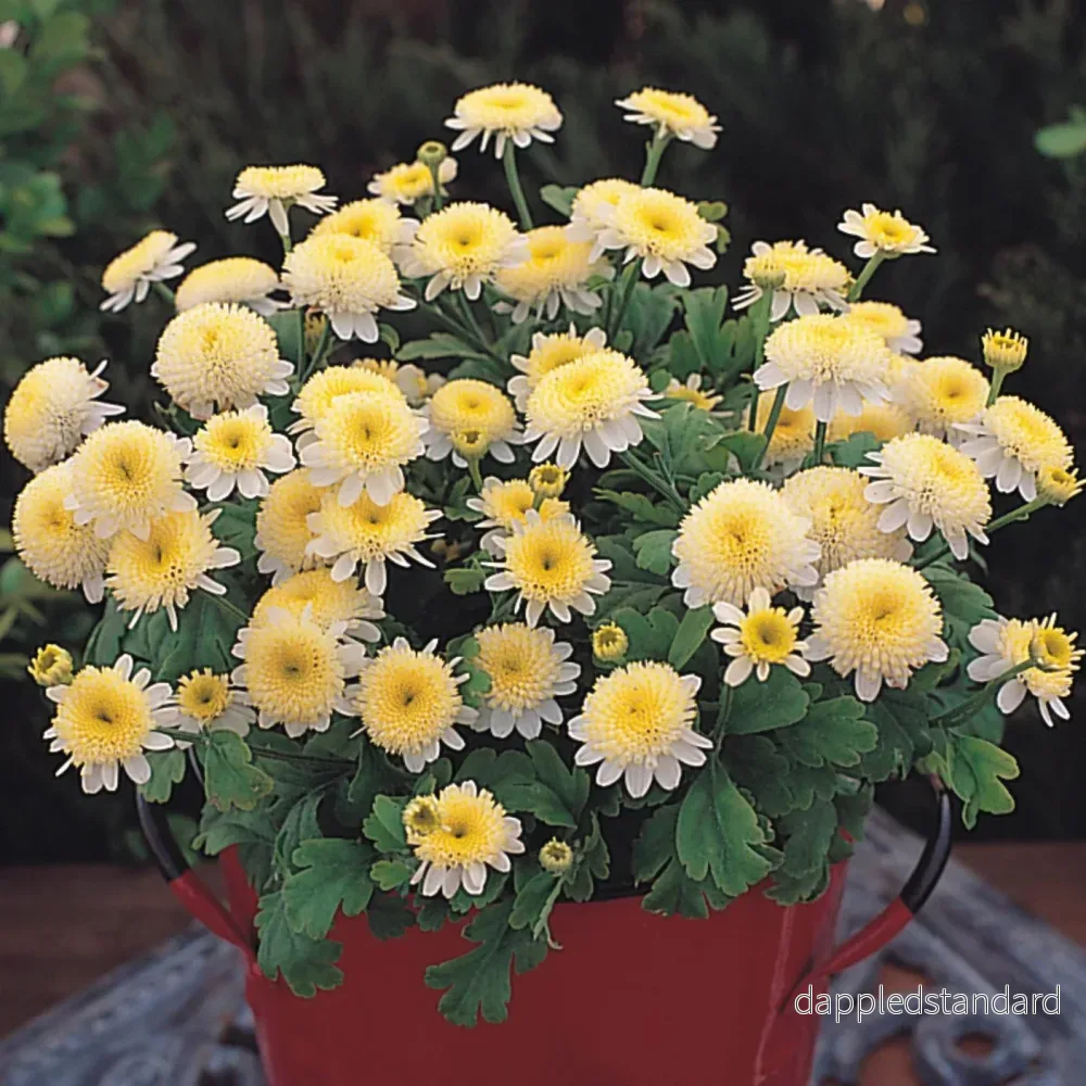 Mattram ´Santana Yellow´ Mattram ´Santana Yellow´