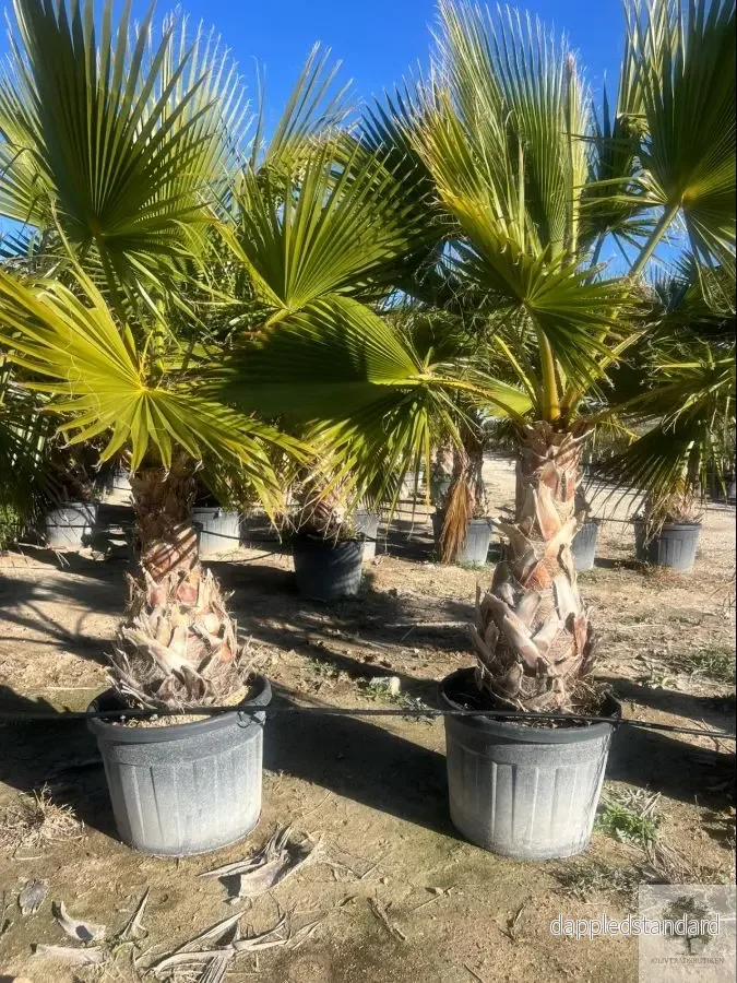 Washingtonpalm – Washingtonia robusta – 2,2 m hög Washingtonpalm – Washingtonia robusta – 2,2 m hög