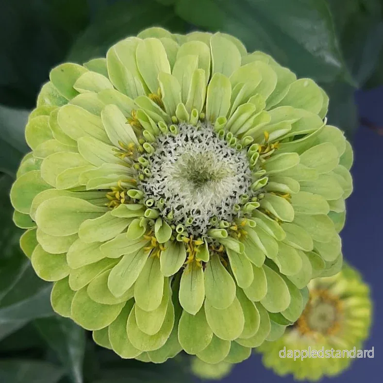 Zinnia ´Benary´s Giant Lime´