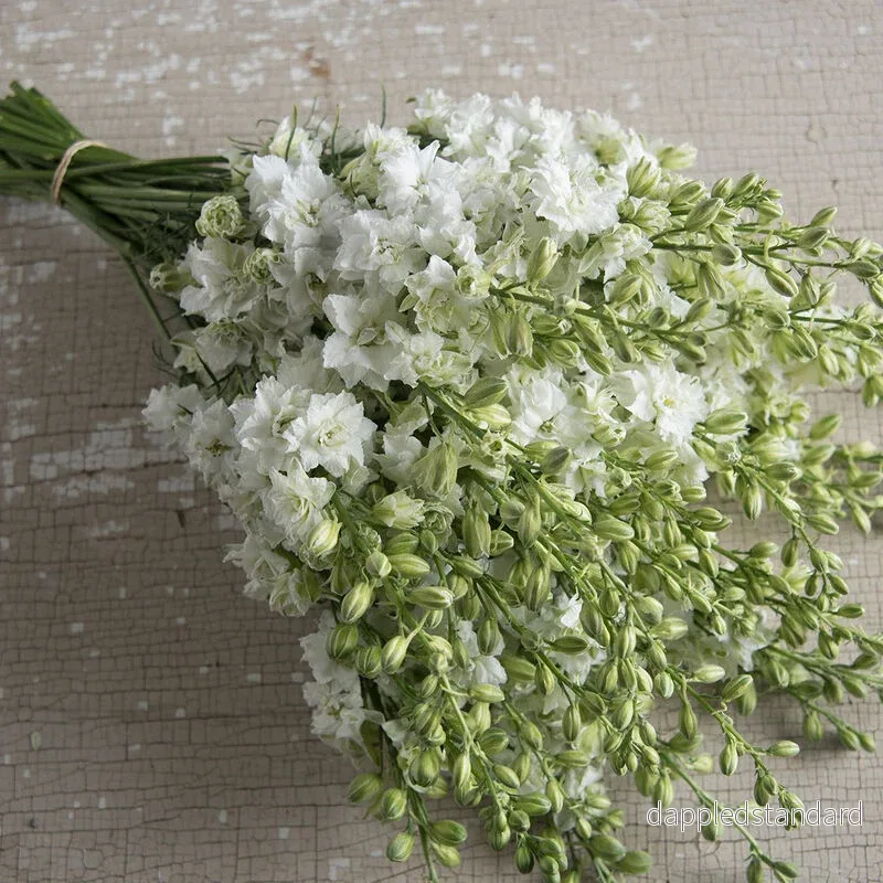 Riddarsporre ´Qis White´