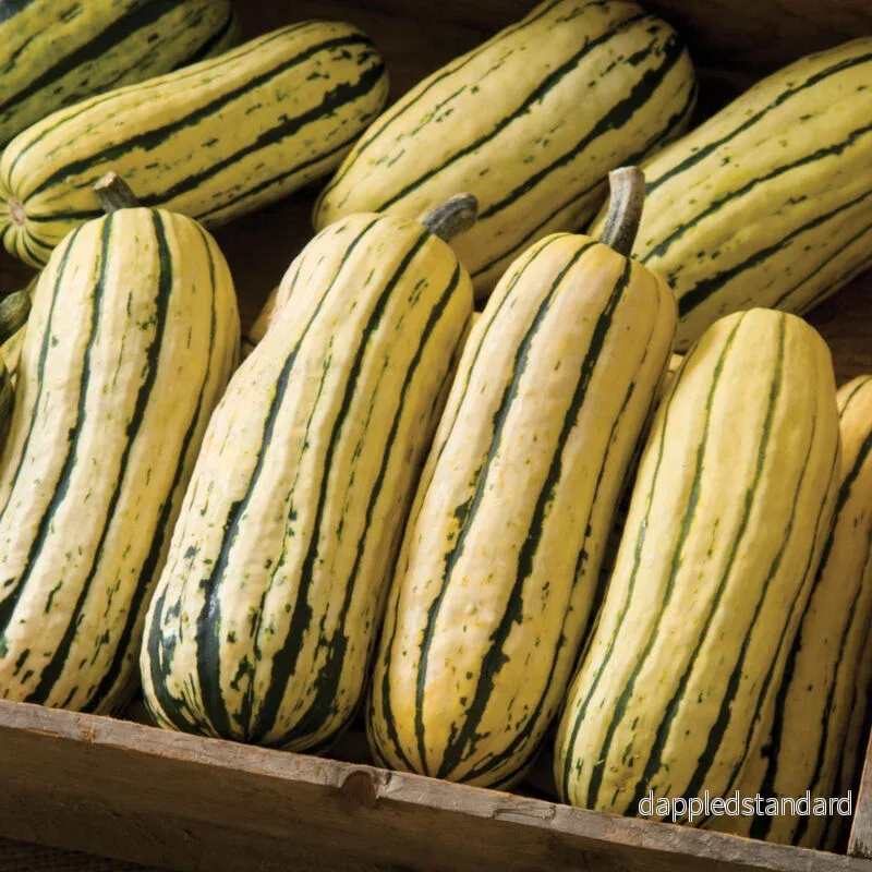Pajpumpa ´Delicata´ Pajpumpa ´Delicata´