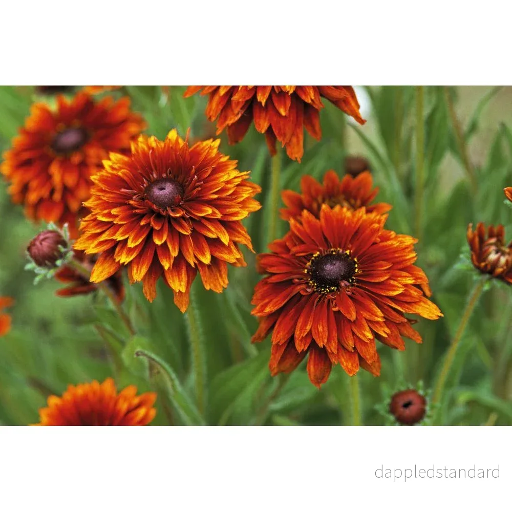 Sommarrudbeckia ´Cherokee Sunset’ - Bild 2