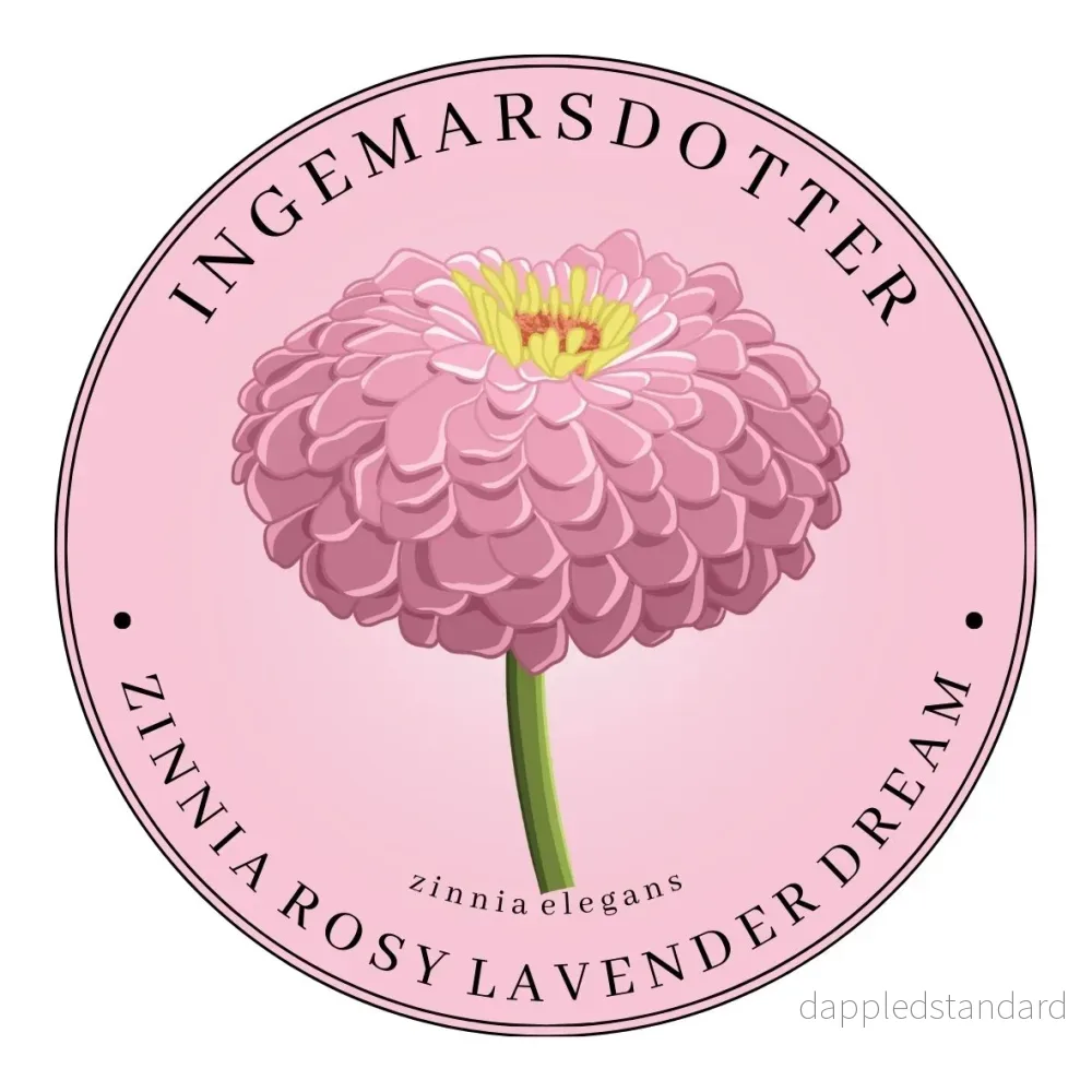 Zinnia Rosy Lavender Dream (storpack)