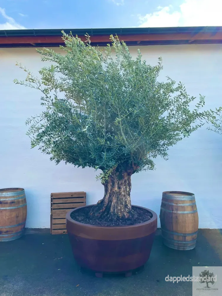 Olivträd Olea Europaea 250 år – Bonsai Large Olivträd Olea Europaea 250 år – Bonsai Large