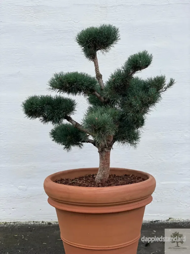 Pinus Silvestris Watereri - Bonsai molnklippt 150 cm - Bild 3