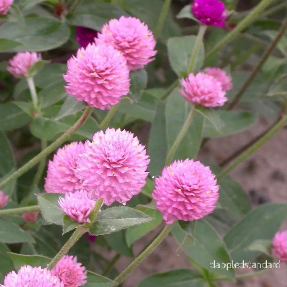 Klotamarant ´Qis Pink´ - Bild 2