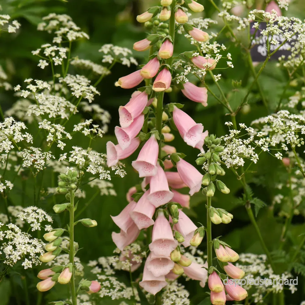 Fingerborgsblomma ´Suttons Apricot´