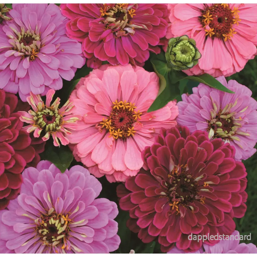 Zinnia ´Art Deco´ Zinnia ´Art Deco´