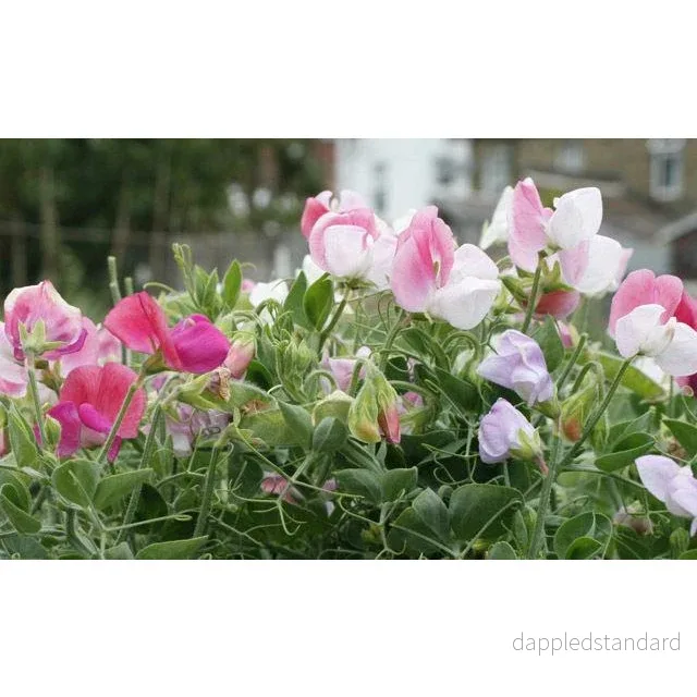 Luktärt, Dvärg ´Cupid Mix´ Luktärt, Dvärg ´Cupid Mix´