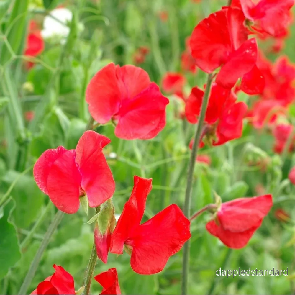 Luktärt ´Royal Scarlet´