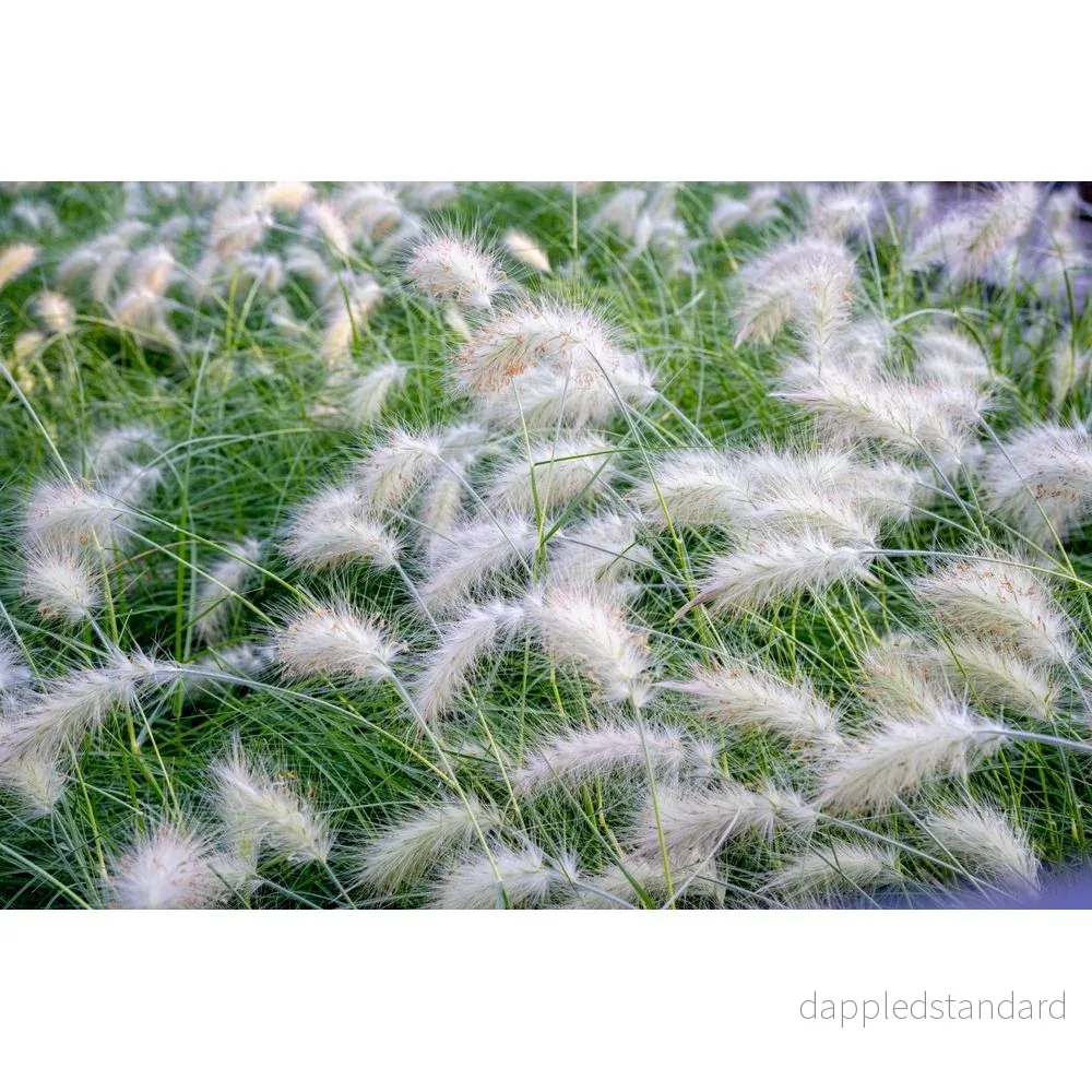 Dunborstgräs ´Fluffy´ - Bild 2
