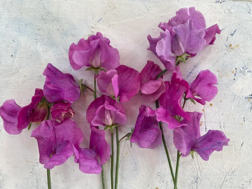 Judith Wilkinson