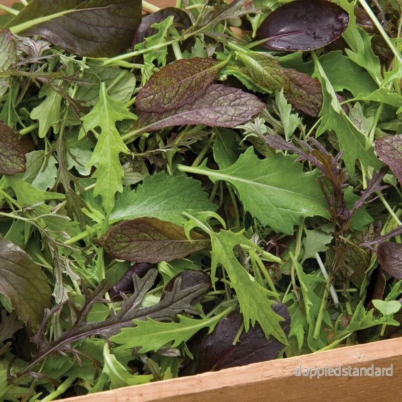 Sallatsmix ´Elegance Greens Mix´