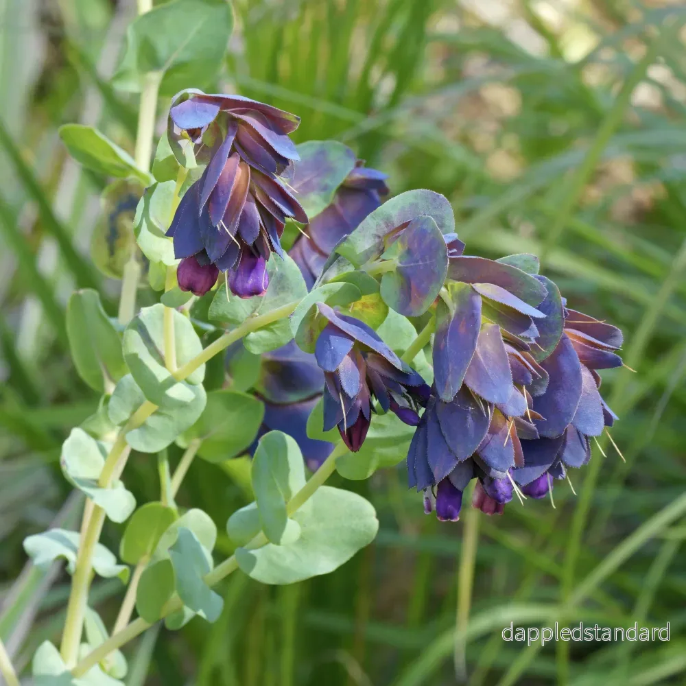Stor vaxblomma ´Pride of Gibraltar´ Stor vaxblomma ´Pride of Gibraltar´