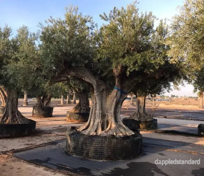 Olivträd Olea Europaea "Regional Alicante" 400 år - Bild 2