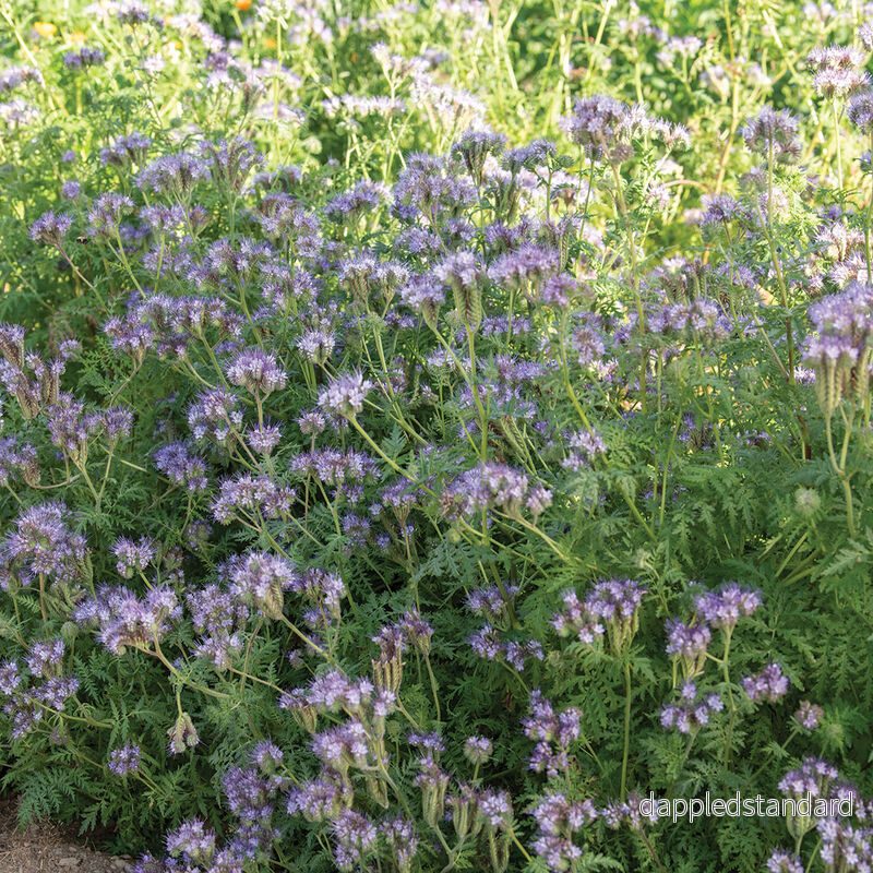 Honungsfacelia - Bild 2