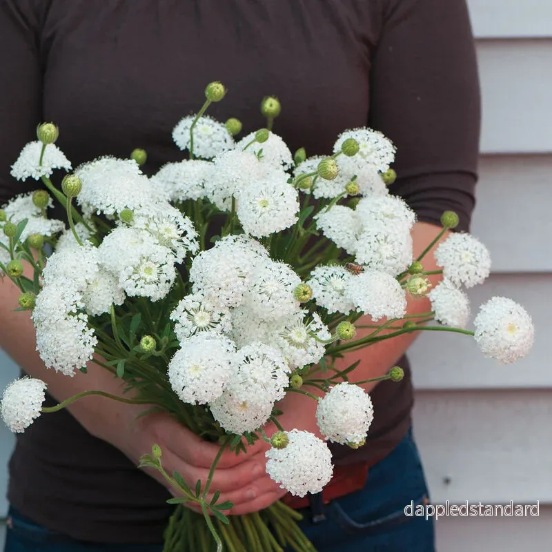 Spetsblomma/Blåparasoll ´Lacy White´