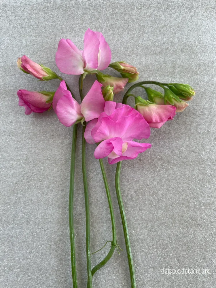 Solstice Rosa Mix - Bild 2