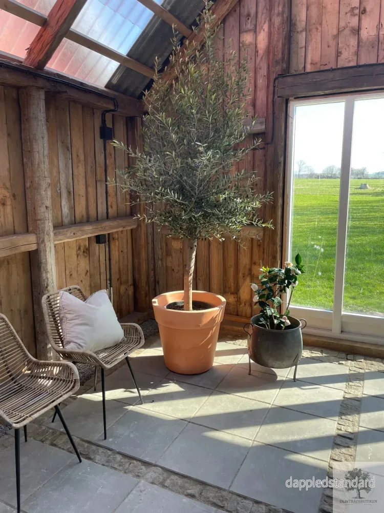 Olivträd 8 år - 200 cm höjd - 20 cm stam - 70 cm krona - Bild 3