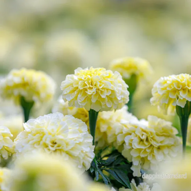 Stor tagetes ´Vanilla´ F1